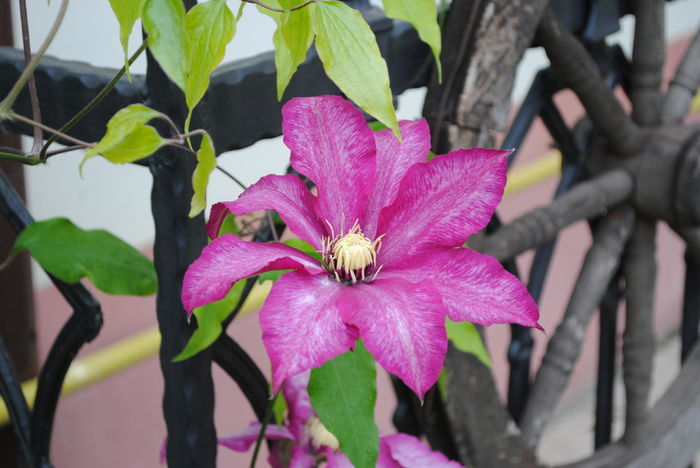 clematis Betty Risdon - 2016 clematite