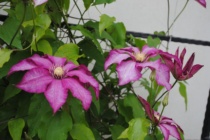 clematis Betty Risdon - 2016 clematite