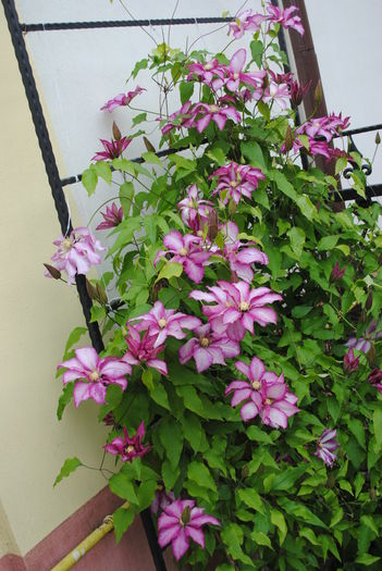 clematis Betty Risdon - 2016 clematite