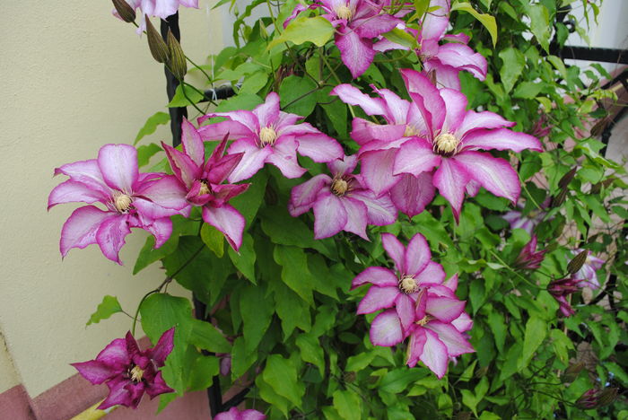 clematis Betty Risdon - 2016 clematite