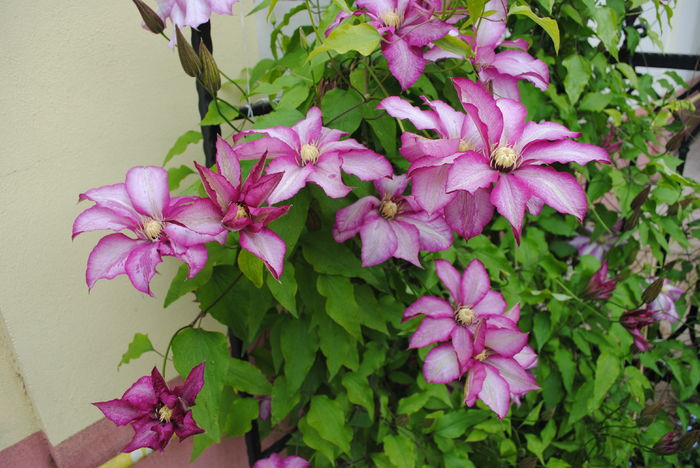 clematis Betty Risdon