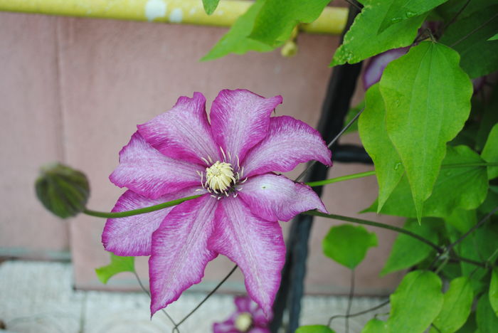 clematis Betty Risdon - 2016 clematite