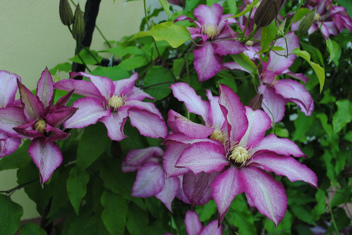 clematis Betty Risdon - 2016 clematite