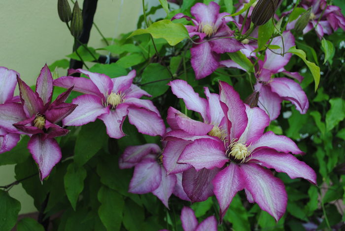 clematis Betty Risdon