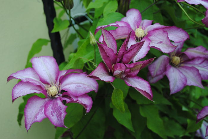 clematis Betty Risdon - 2016 clematite