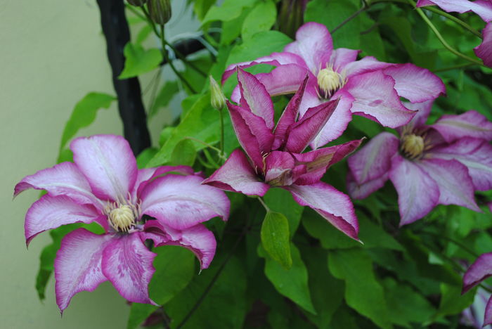 clematis Betty Risdon