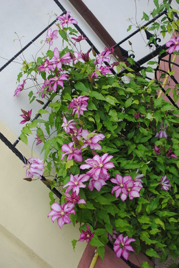 clematis Betty Risdon - 2016 clematite