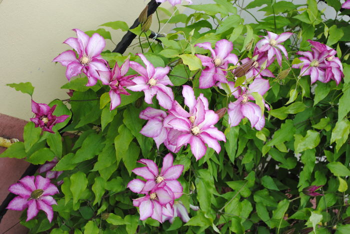 clematis Betty Risdon - 2016 clematite