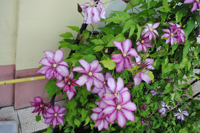 clematis Betty Risdon