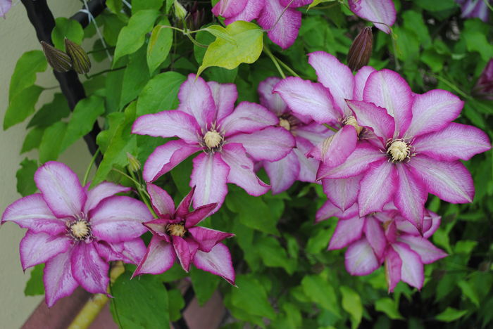 clematis Betty Risdon