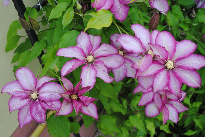 clematis Betty Risdon