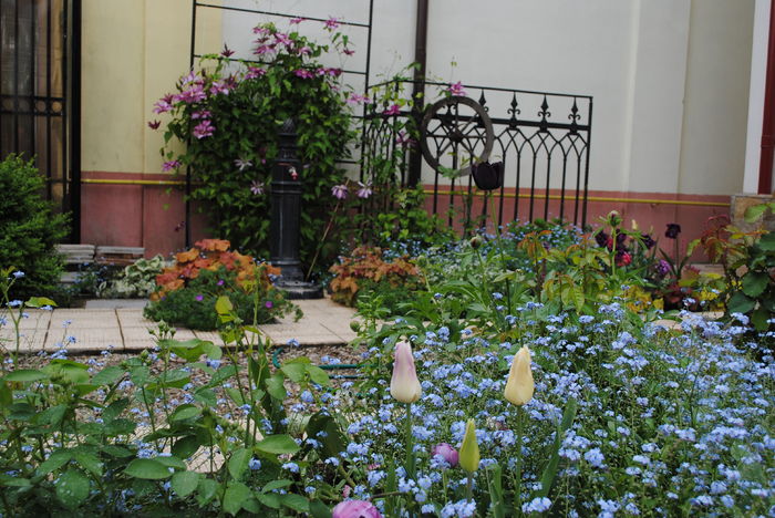 24 aprilie - 2016 gradina mea