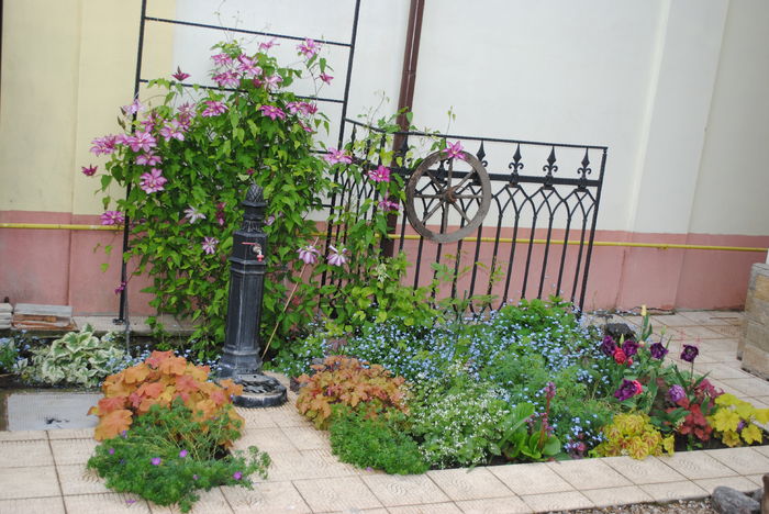 24 aprilie - 2016 gradina mea