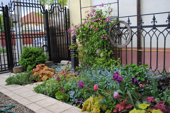 24 aprilie - 2016 gradina mea