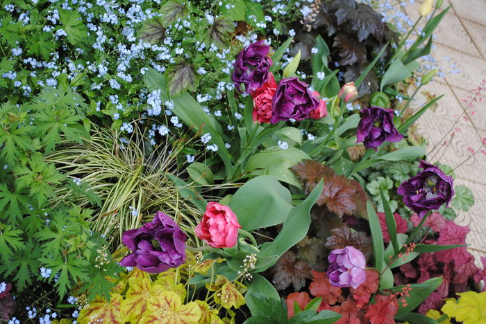 24 aprilie - 2016 gradina mea