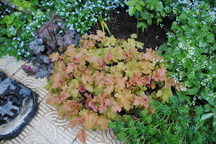 heuchera marmelade+rave on