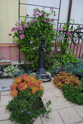 24 aprilie - 2016 gradina mea