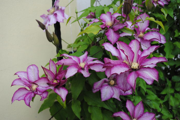 clematis Betty Risdon - 2016 clematite