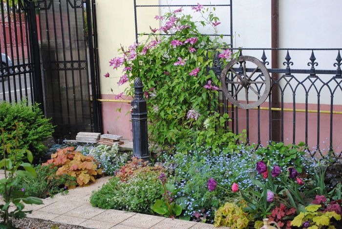 24 aprilie - 2016 gradina mea