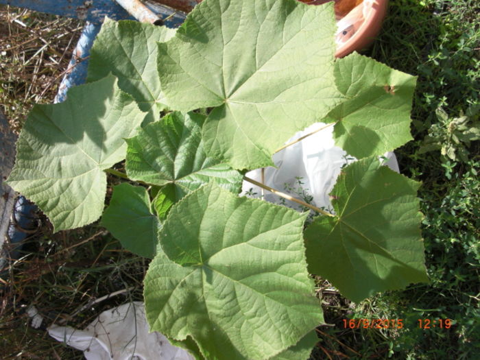 Paulownia Shang Tong