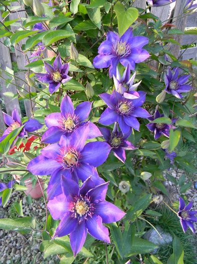 Multi Blue - Clematite 2016