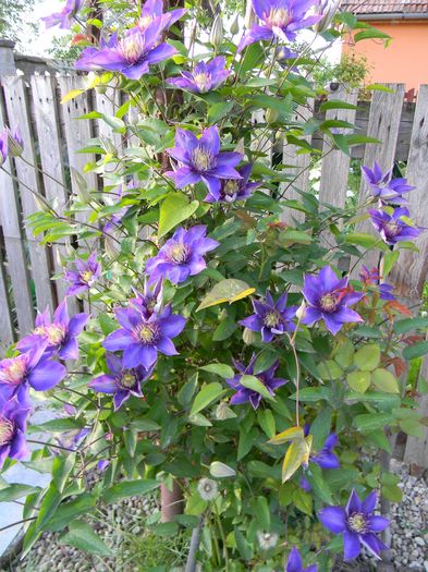 Multi Blue - Clematite 2016