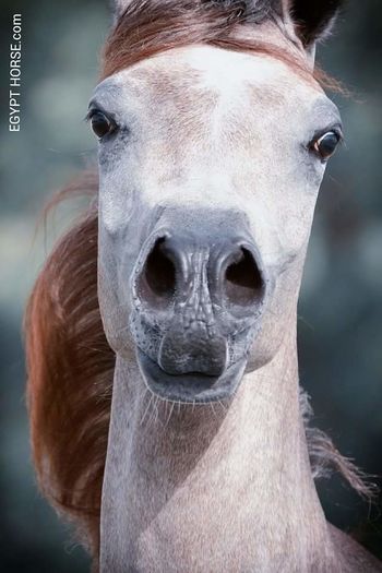 FB_IMG_1461695015976 - C Pentru cei care le plac aceste animale