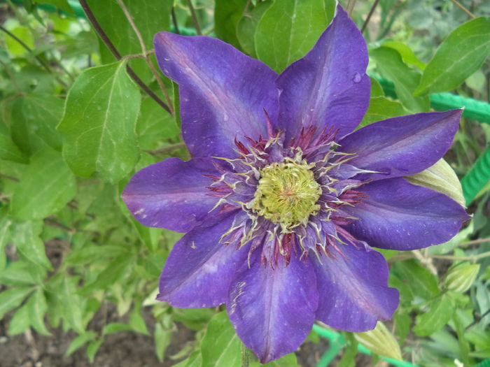 Multi blue - CLEMATITE