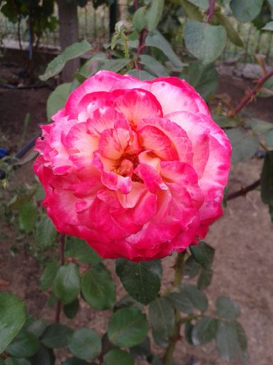 Aquqarell; Aquqarell
