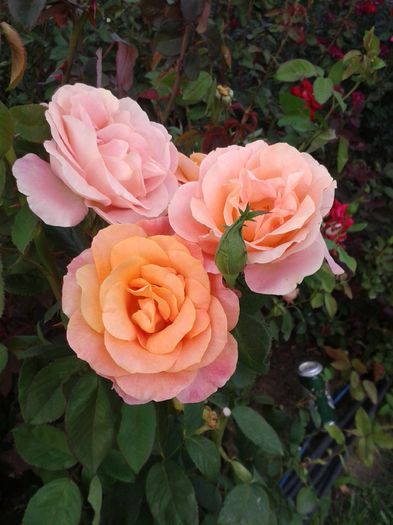 Magic lantern; Magic lantern
