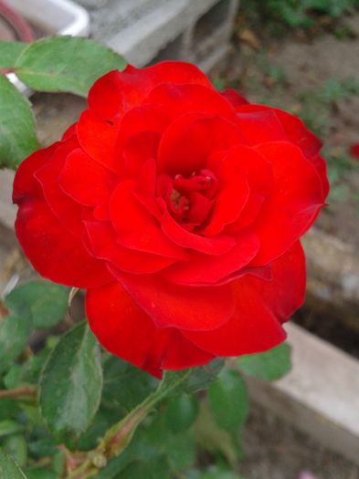 Seedling La Sevillina; Seedling La Sevillina
