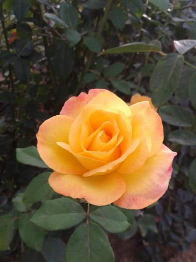 Remi Martin; Remi Martin
