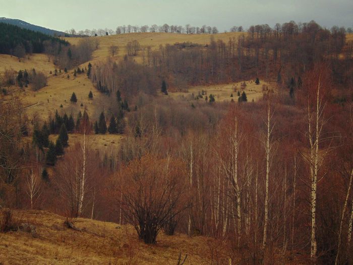 DSC04447 - Primavara 2016