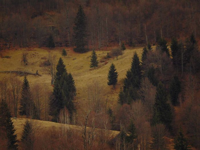 DSC04451 - Primavara 2016