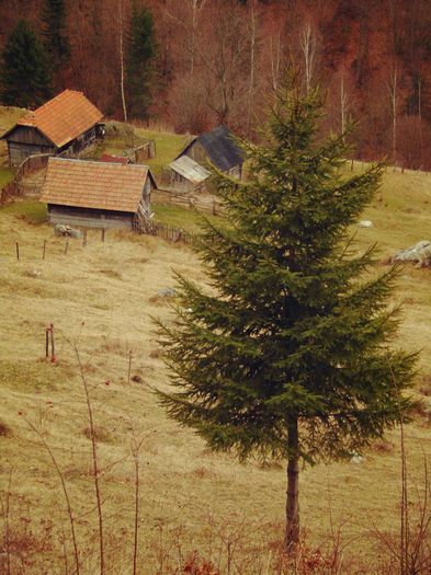 DSC04456 - Primavara 2016