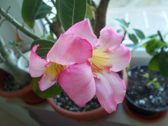 adenium - 0 Zambetul florilor