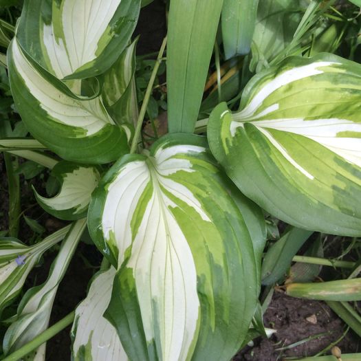 image - plante de gradina