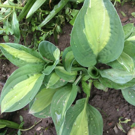 image - plante de gradina