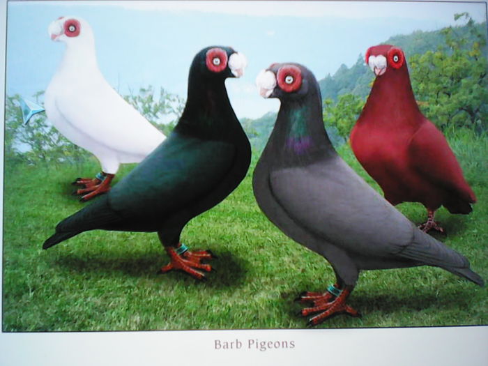 IMG_BERBER ENGLEZ tip american -european (internațional); Standard  _berber. indiarer
