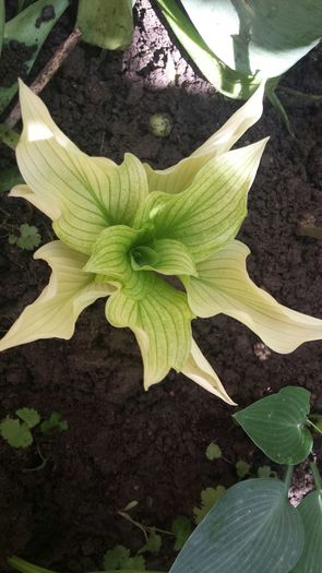 White Feathers - Hosta