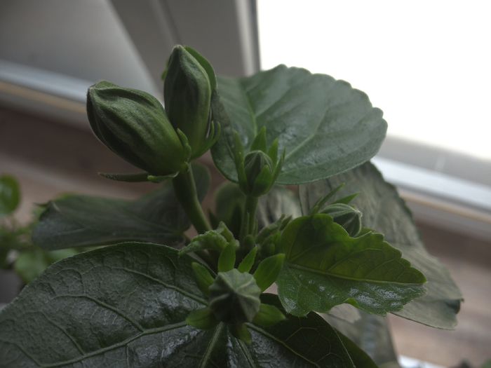 bobocei *siamezi *:) - Sea Grape
