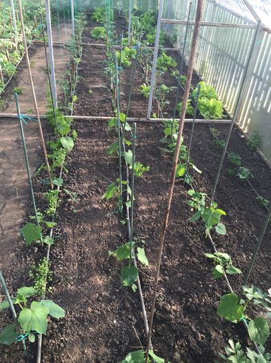 plantate pe15.04.2016 - 0019 SERA construita in 2012