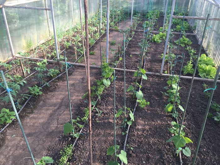 rosii, castraveti, rucola, fasole oloaga - 0019 SERA construita in 2012