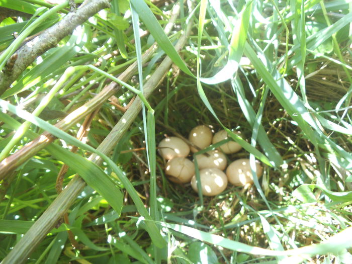 DSCF8403