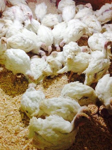 13115687_567001680141514_136548758_n