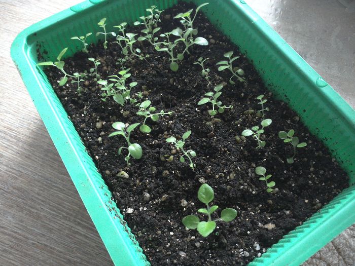 sinningia din seminte