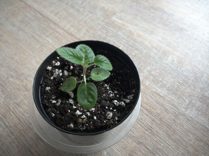 transplantate cele mai marisoare