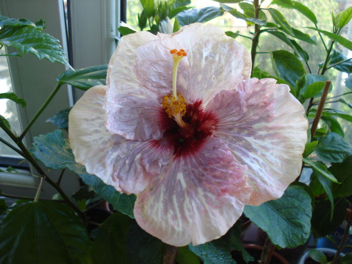 DSC05180 - HIBISCUS 2016
