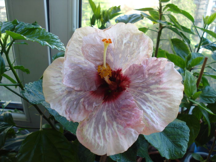 DSC05181 - HIBISCUS 2016
