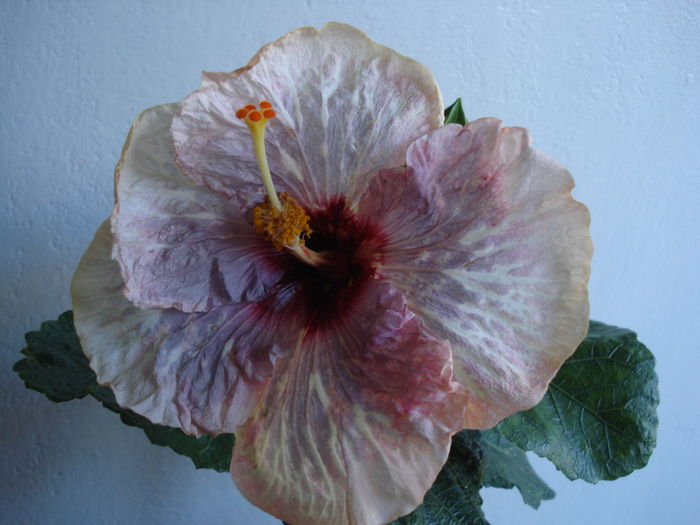 DSC05177 - FLORI 2016